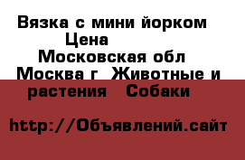 Вязка с мини йорком › Цена ­ 5 000 - Московская обл., Москва г. Животные и растения » Собаки   